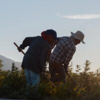 UK’s £2B Cultivated Meat and Fermentation Fund, America’s Aging Immigrant Farmworkers + More 