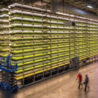 AeroFarms on Using Tech to Diversify Our Crops