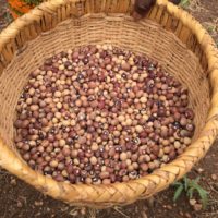 Believe in Bambara on Its Climate-Smart, Plant-Based Protein