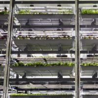 How Vertical Farming Startup Bowery Approaches Biodiversity