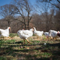 $47.5B Invested in Regenerative Ag, Plant-Based Food Hits $4.5B + More