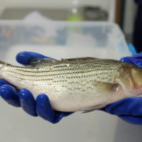 Edenworks on How Aquaponics & Aquaculture Can Promote Biodiversity
