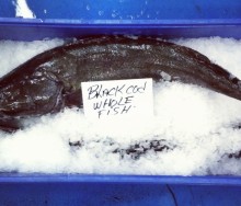 siren-fish-co-hacking-dining