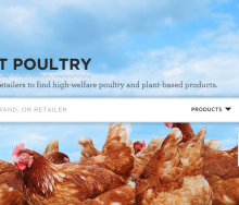 buyingpoultry